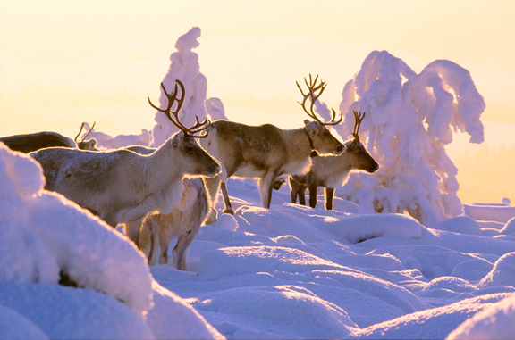 Lapland <br> 1 - 8 Feb